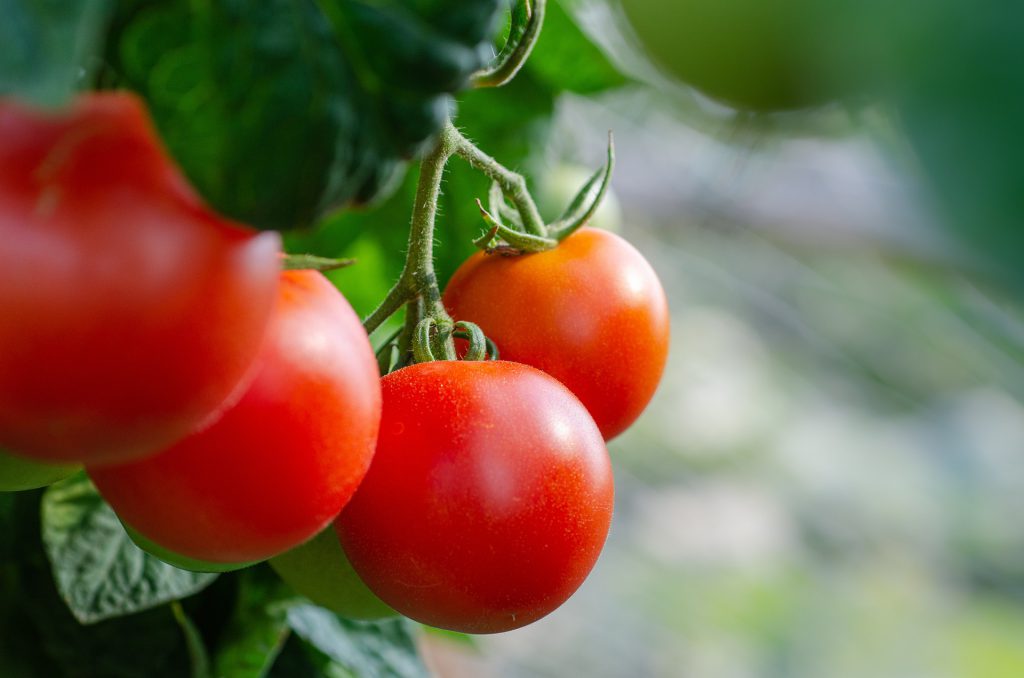 pomidory sadzenie